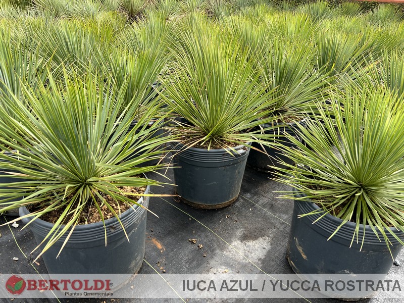 Iuca Azul / Yucca Rostrata